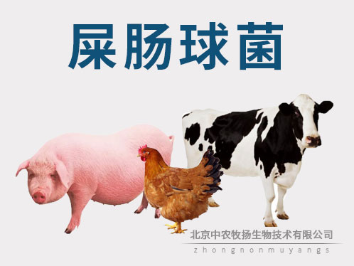 屎腸球菌