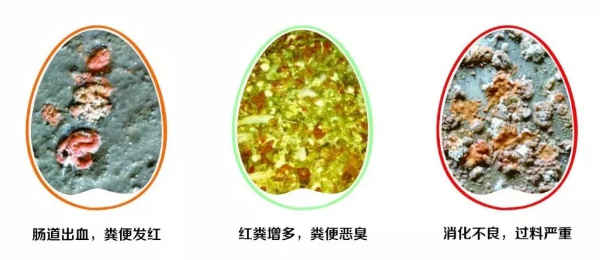 雞拉紅糞，怎么辦？