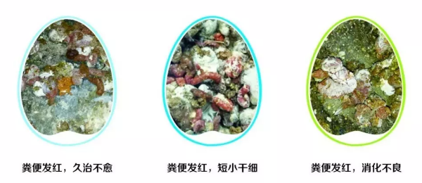 雞拉紅糞2