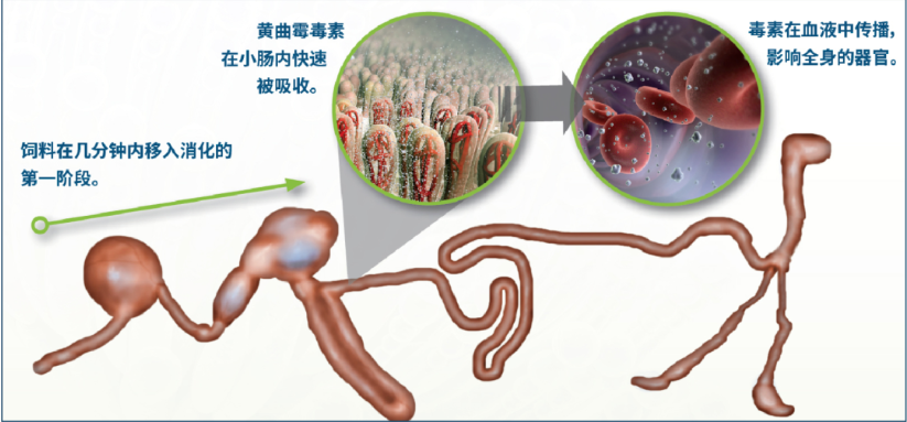 霉菌在腸道內(nèi)被快速吸收