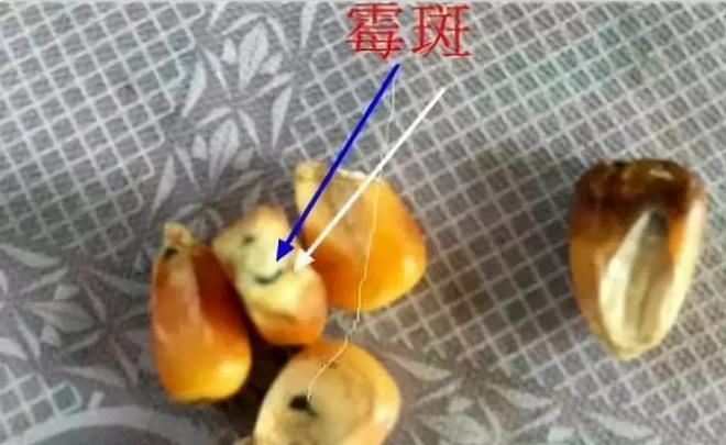 蛋雞使用新玉米導(dǎo)致每天損失十幾只，原來是霉菌破壞了肝！