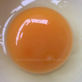 內(nèi)頁雞蛋