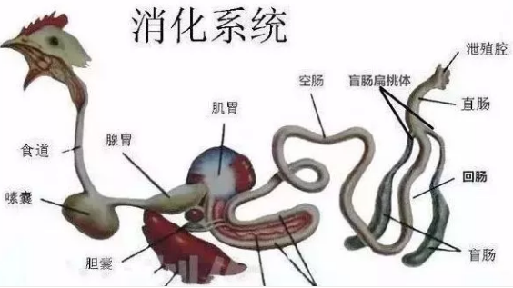 消化系統(tǒng)